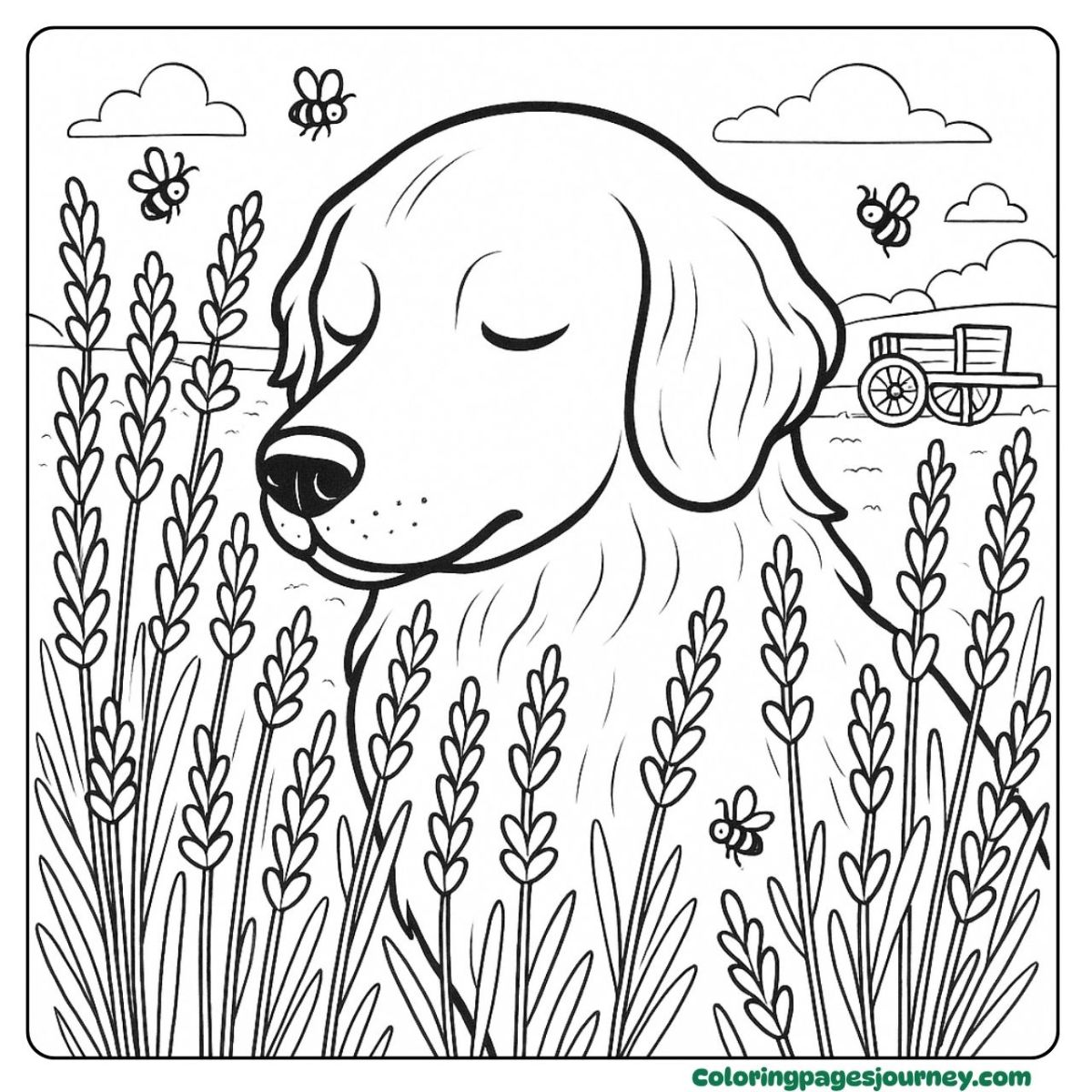 A realistic dog coloring page in a lavender field A realistic dog coloring page of dog with lavender flowers