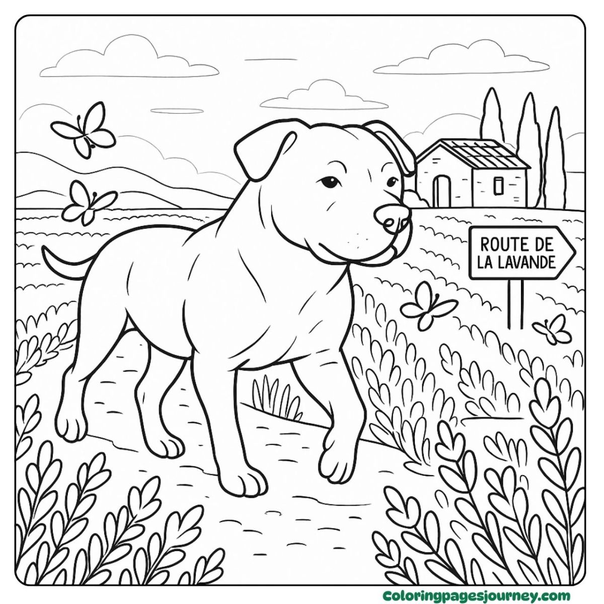 A realistic Pitbull coloring page walking in lavender fields A realistic Pitbull coloring page in Provence path