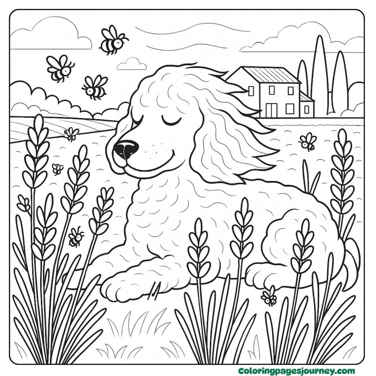 A realistic Poodle coloring page resting in a field A realistic Poodle coloring page in a blooming landscape