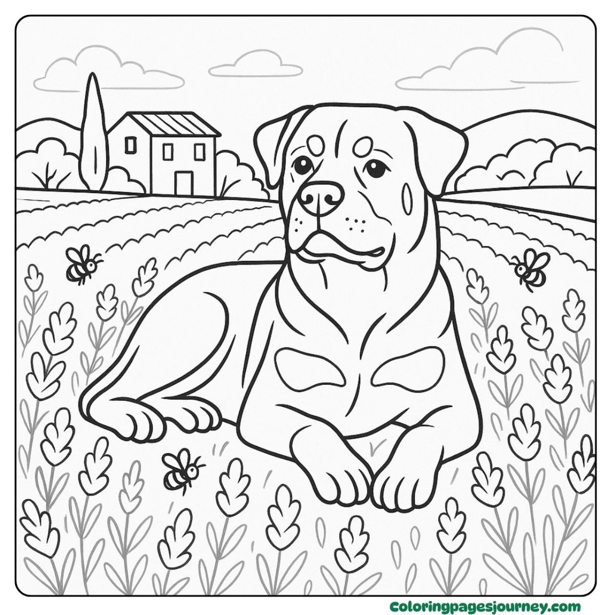 A Rottweiler coloring page for adults relaxing in the field A Rottweiler coloring page for adults resting in a meadow